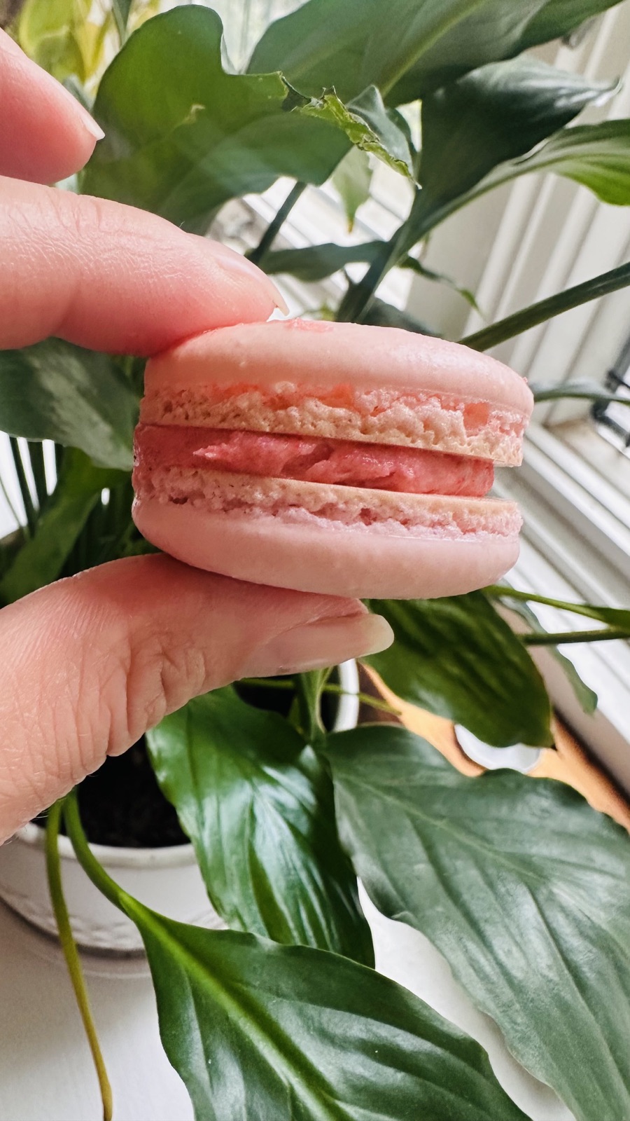 Chase's macarons photo 2